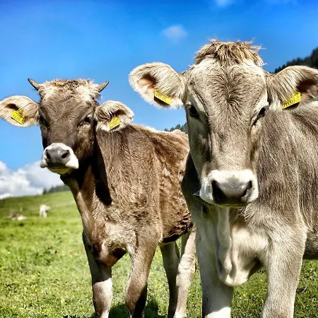 Gæstehus Gaestehaus Daheim 3*